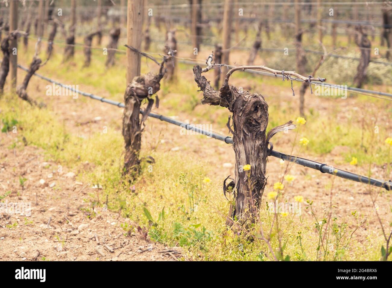 First spring leaves on a trellised vine growing in vineyard. A trellis vineyard irrigated with a drip irrigation system. Bordeaux, France Stock Photo