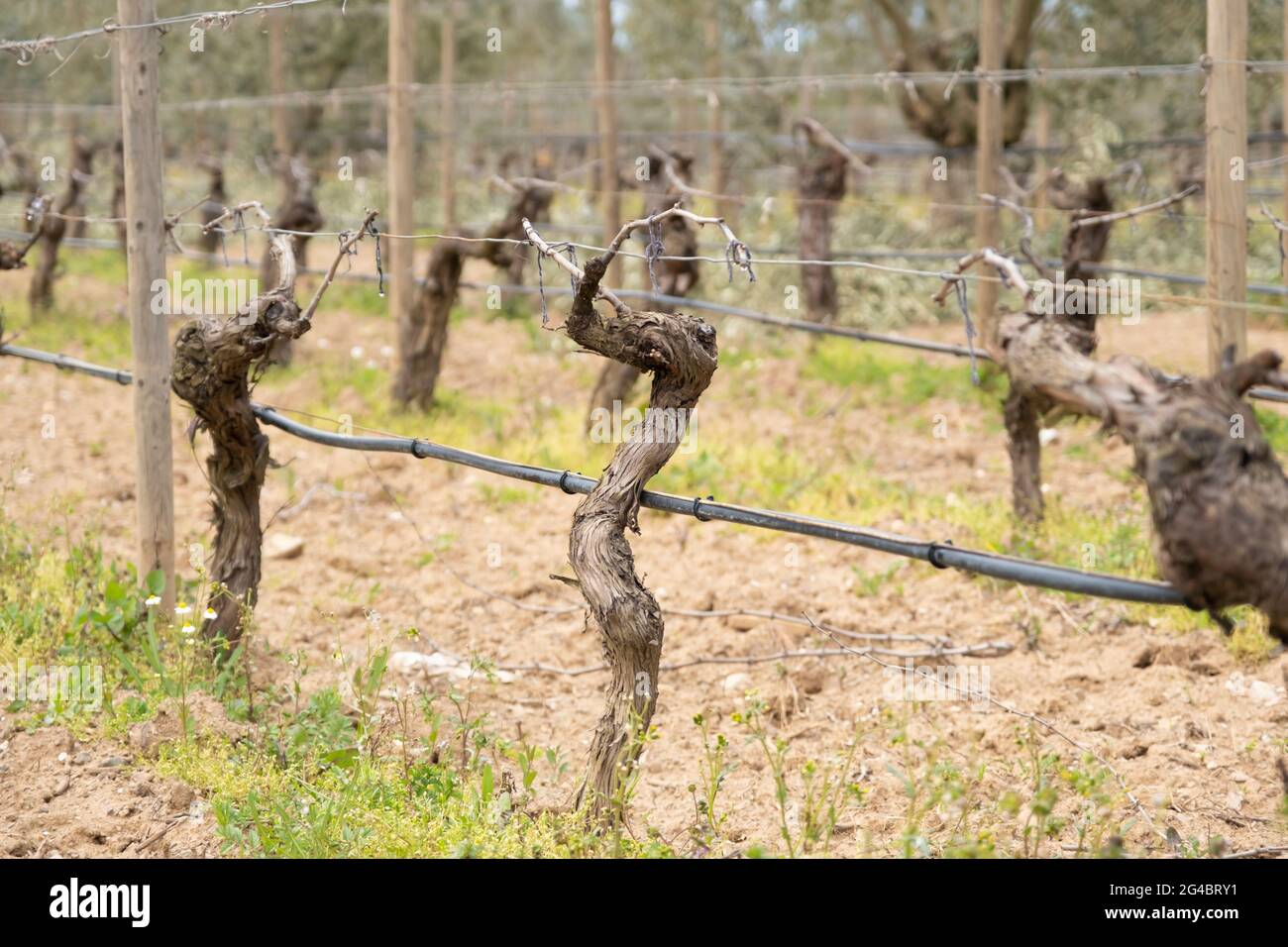 Drip irrigation system in a vineyard hires stock photography and
