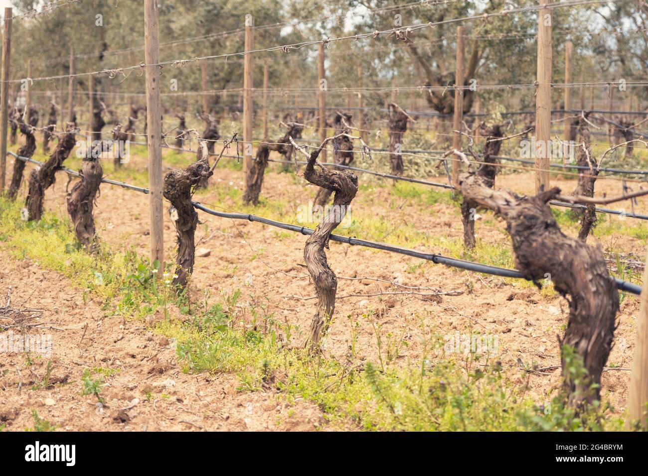 First spring leaves on a trellised vine growing in vineyard. A trellis vineyard irrigated with a drip irrigation system. Bordeaux, France Stock Photo