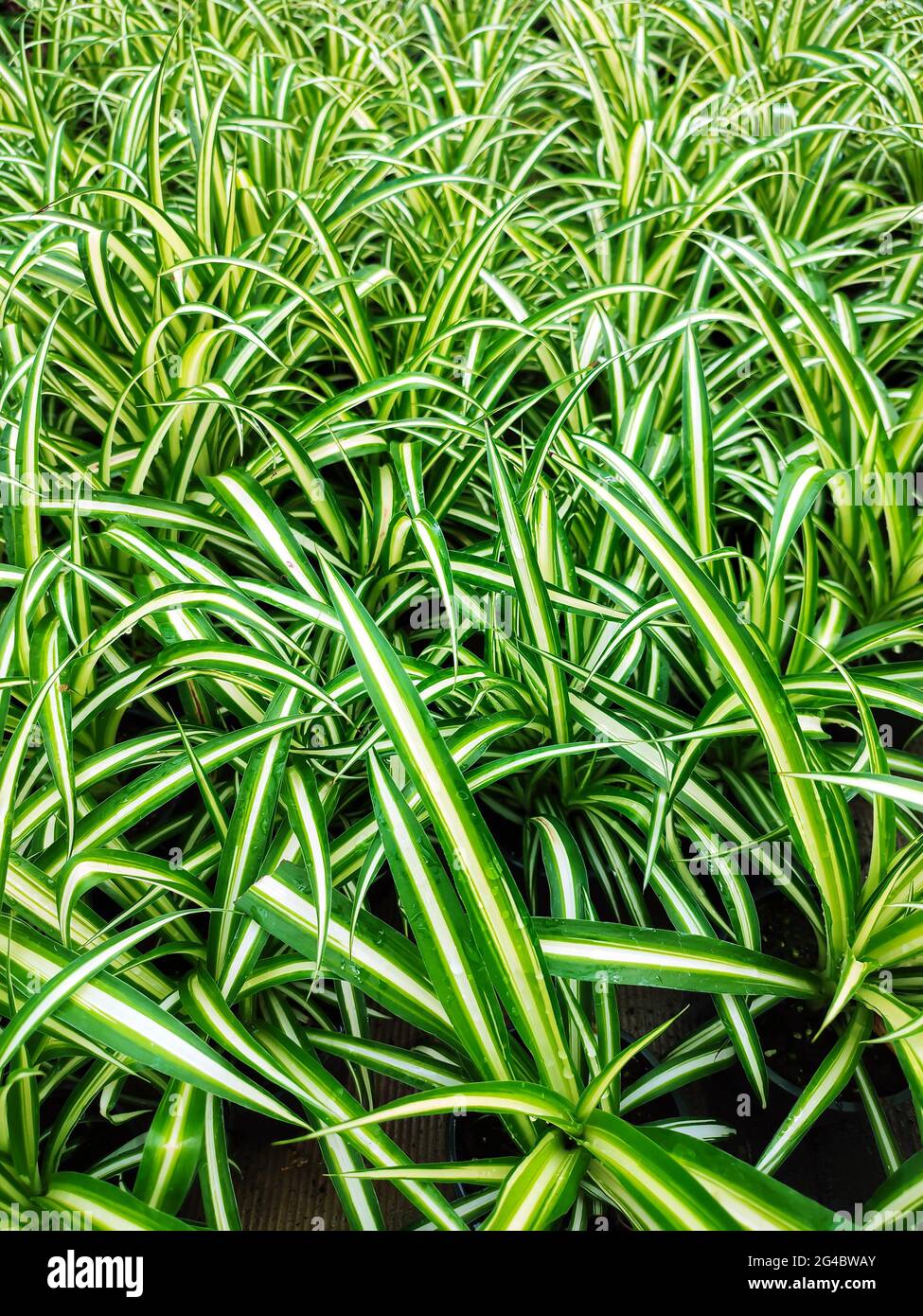 Green leaves of potted Spider Plant or Chlorophytum Comosum Plant Stock Photo