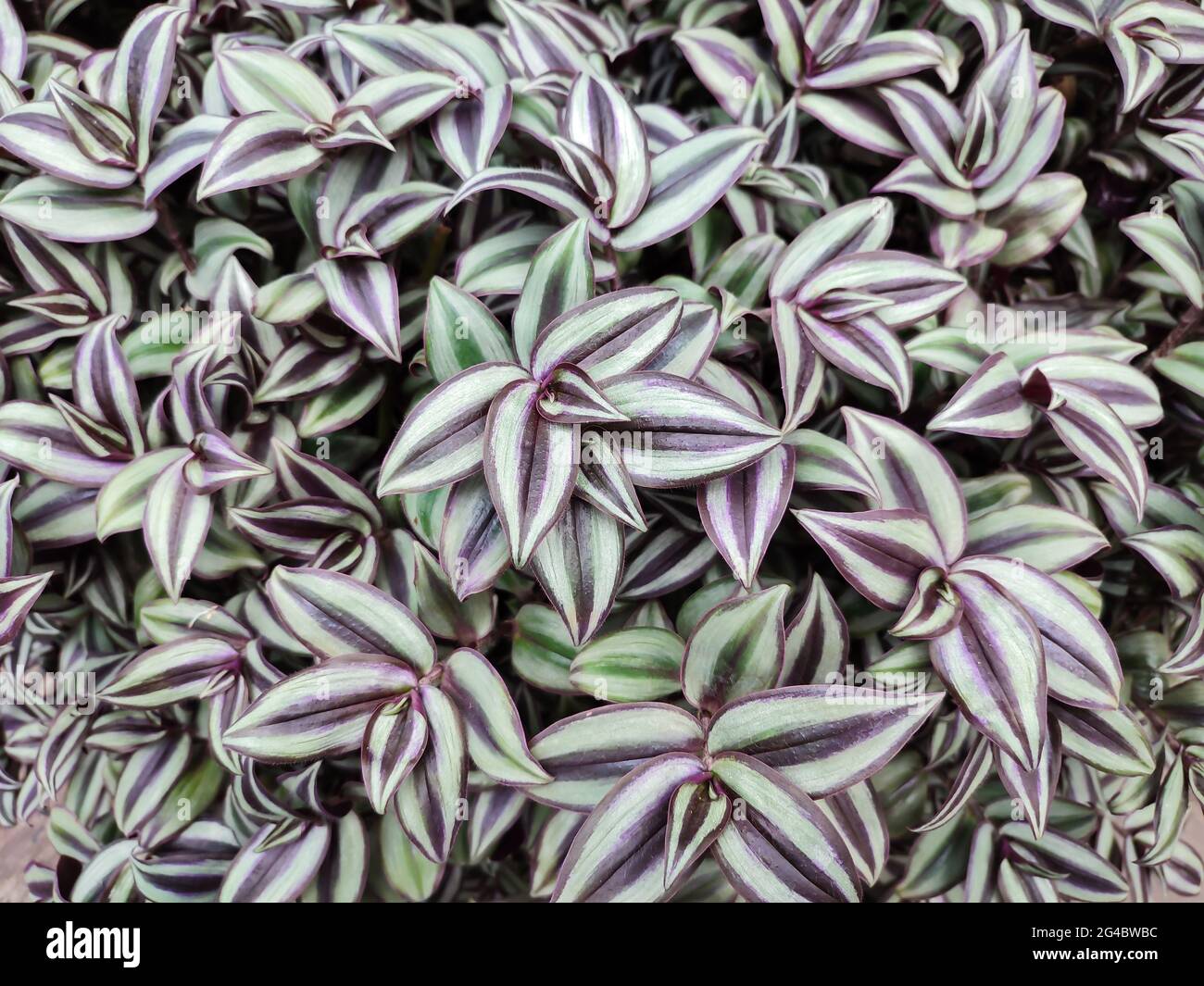 Tradescantia zebrina plant with purple and green striped leaves, nature background Stock Photo