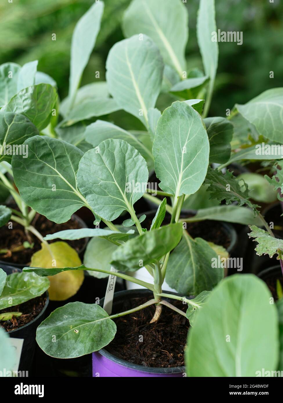 Brussels sprouts (Brassica oleracea var. gemmifera) seedling Stock
