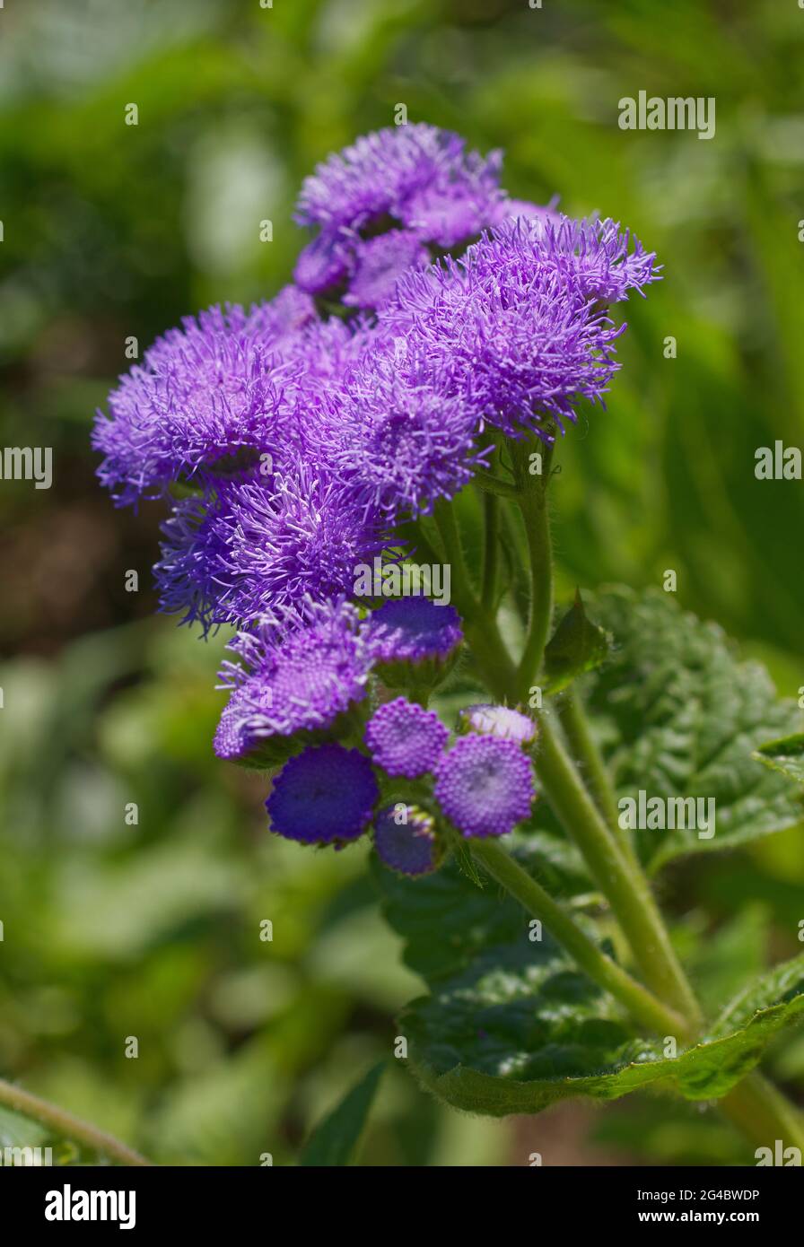 Purple blossoms of aster plant in natural habitat in park. Stock Photo