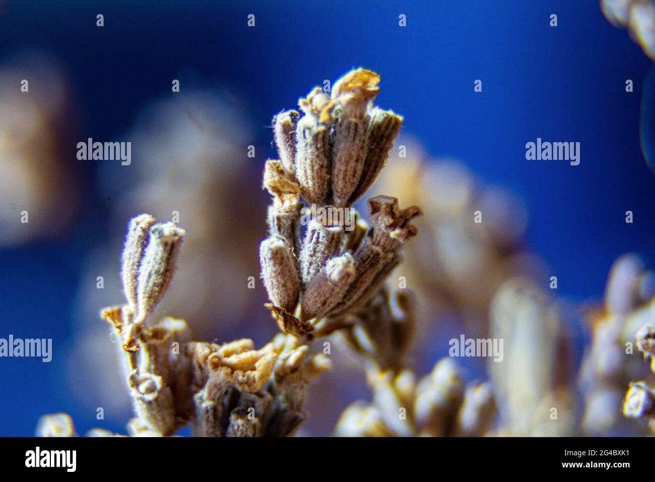 Close-up of dry plants. Macro flowers. Dry Stock Photo