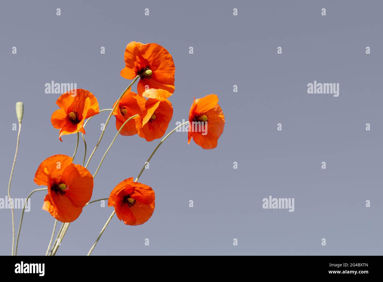 Red wild poppies against blue sky on sunny day Stock Photo - Alamy
