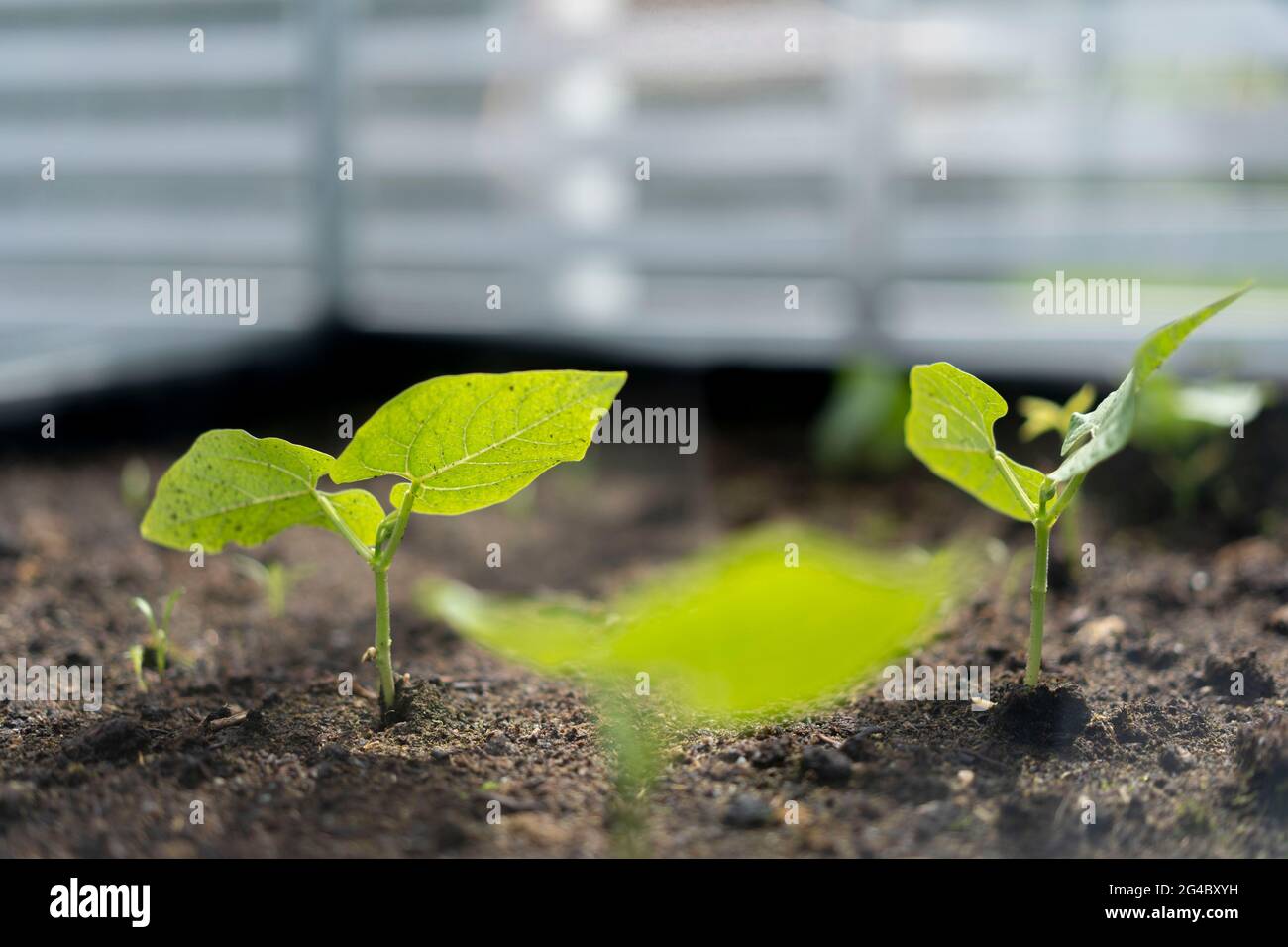 Small greenhouse with beans and carrots in a garden. Stock Photo