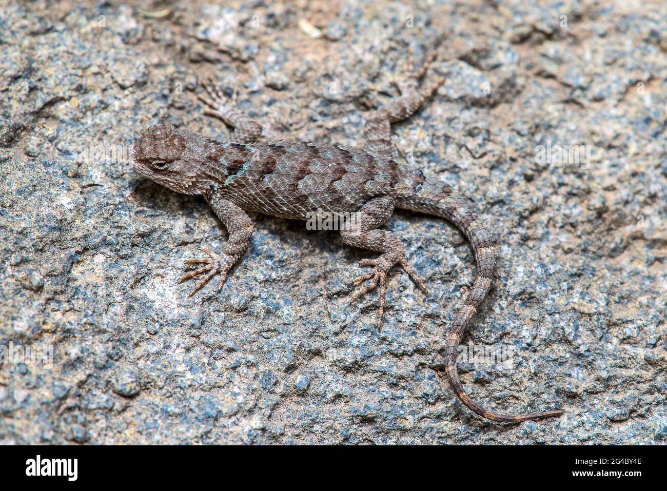 Wild lizard in Arizona Stock Photo