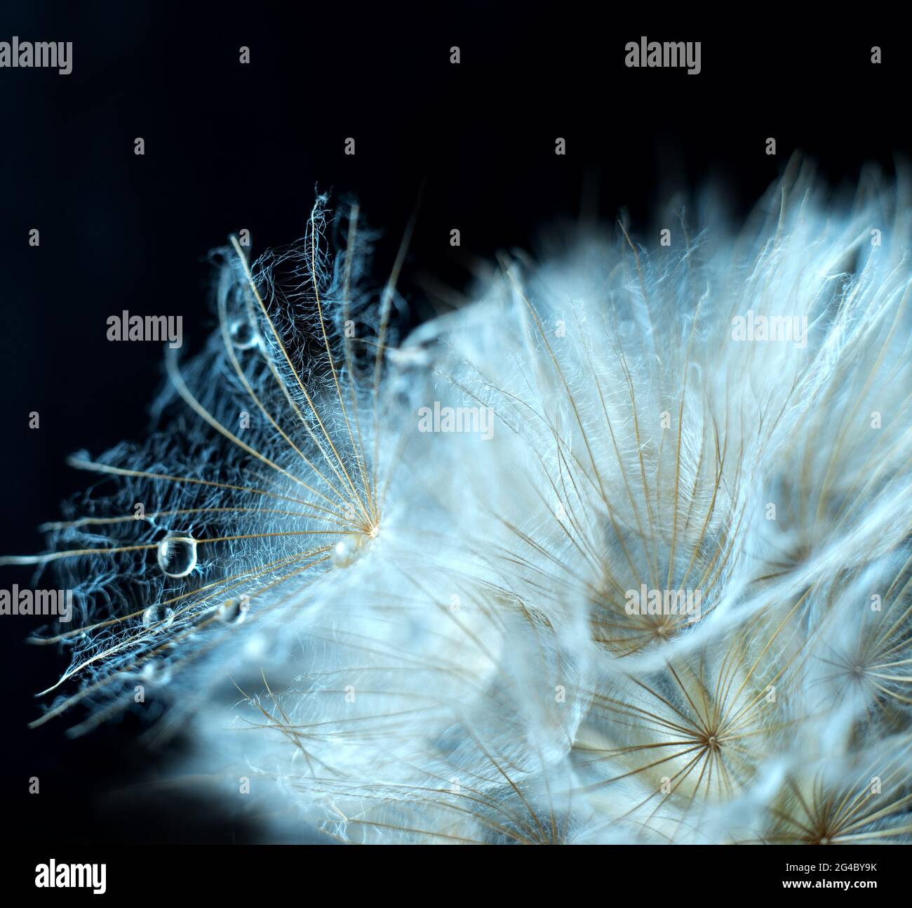 Black seed drops hi-res stock photography and images - Alamy