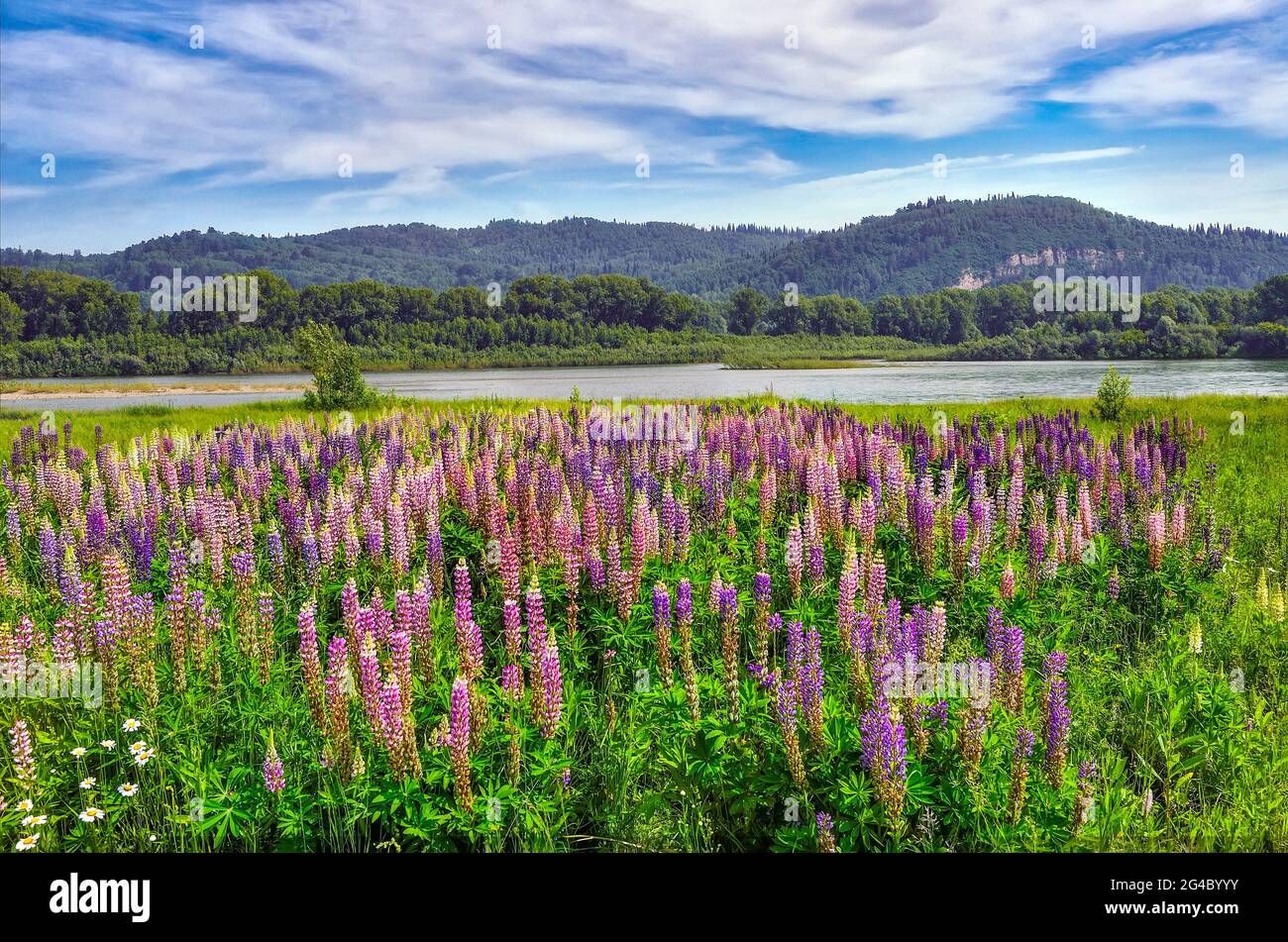 Picturesque summer mountain landscape with meadow of colorful lupine flowers on the bank of river. Bright wild lupins near river - idyllic scenery. Mo Stock Photo