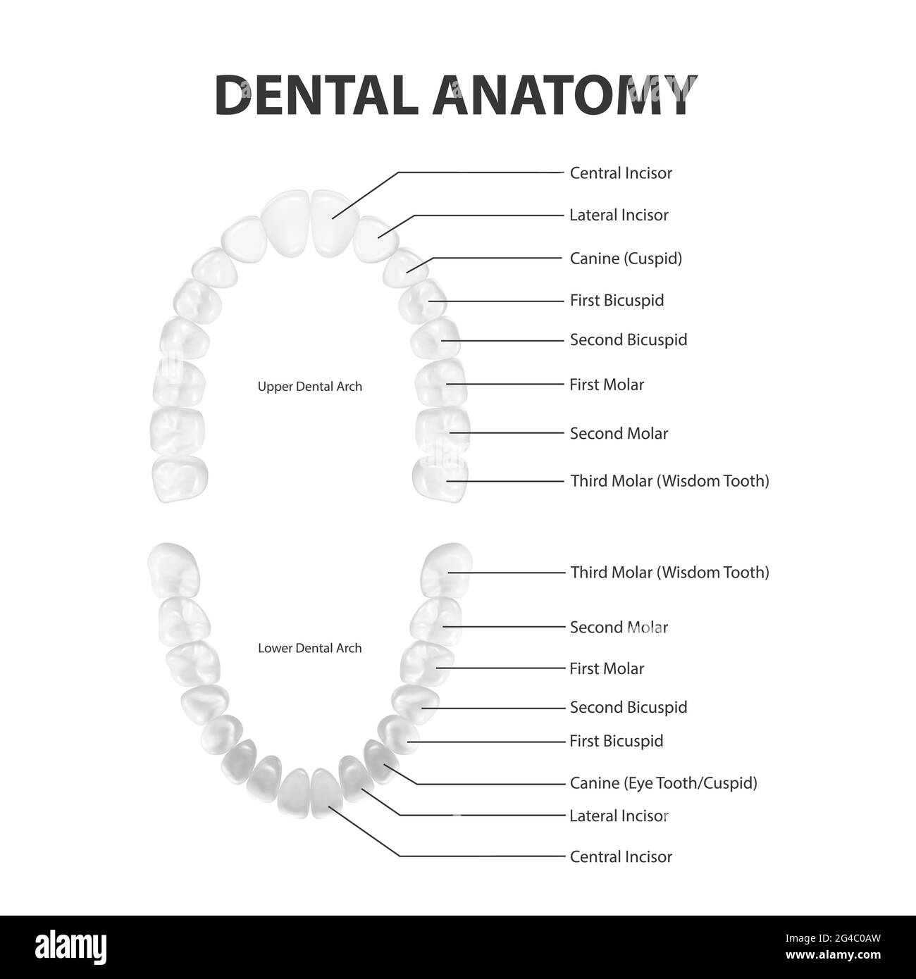 Vector 3d Realistic Teeth, Upper, Lower Adult Jaw, Top View. Anatomy Concept. Orthodontist Human Teeth Scheme Isolated. Medical Oral Health. Design Stock Vector