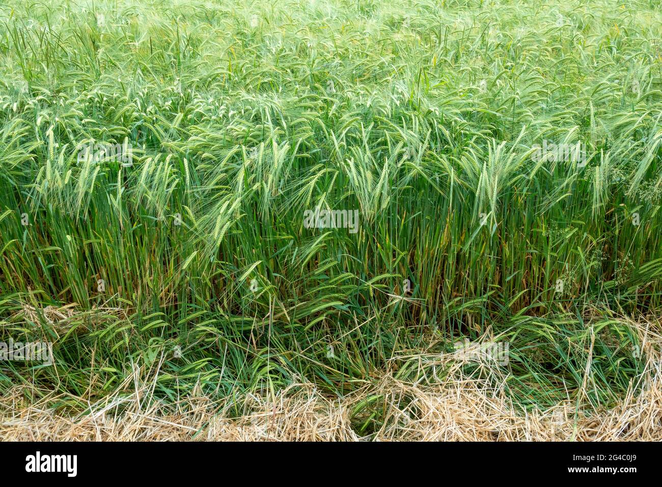 Detail area of a young green two row barley crop in a field Stock Photo