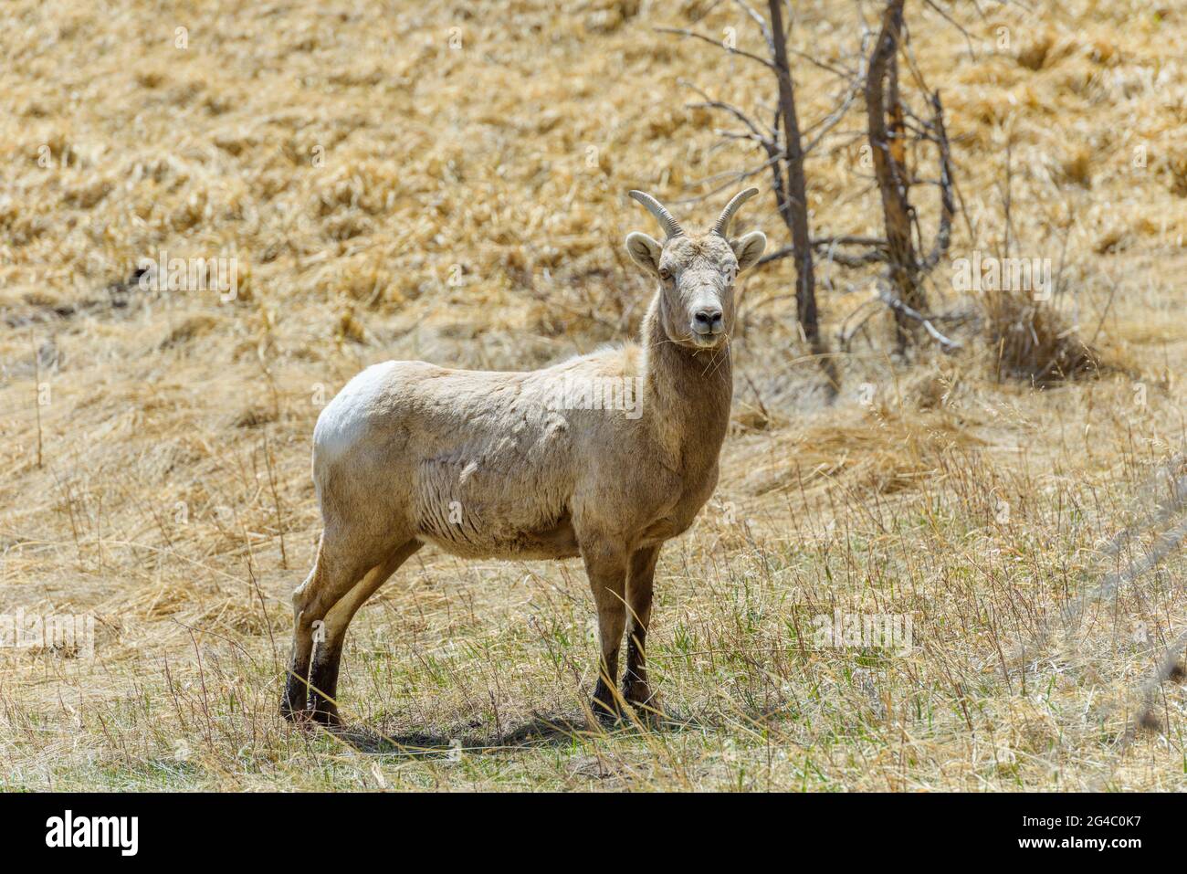 Female Bighorn Sheep - Closeup view of a mature and strong female bighorn sheep standing on a hillside meadow in Rocky Mountain National Park. CO, USA. Stock Photo