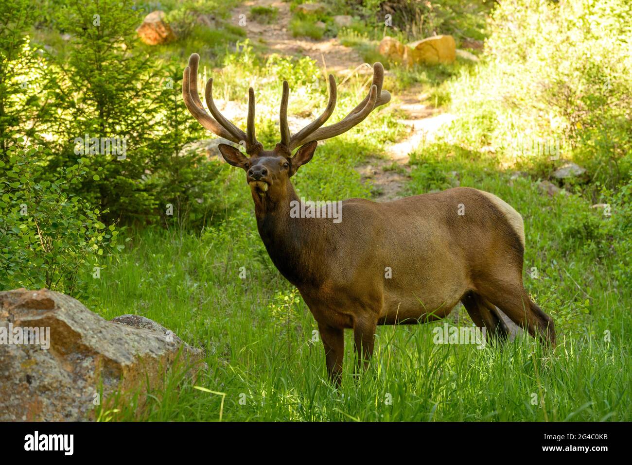 Spring Bull Elk - Close encounter with a bull elk in a forest on a hiking trail. Rocky Mountain National Park, Colorado, USA. Stock Photo