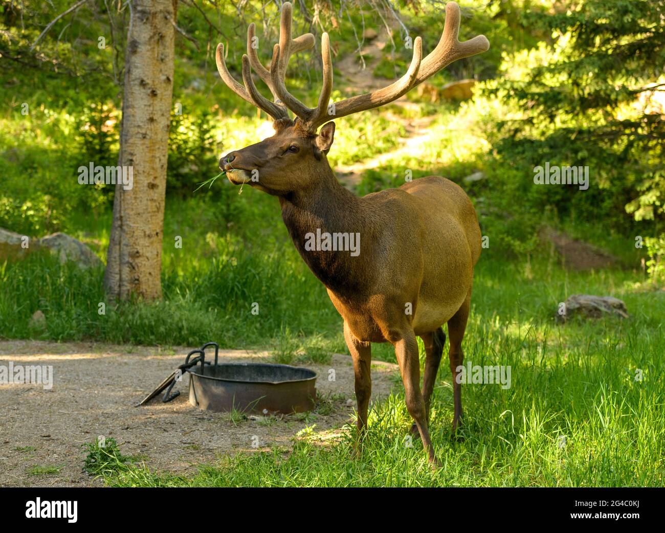 Bull Elk - A big bull elk grazing and wandering in a picnic area on a sunny Spring evening. Rocky Mountain National Park, Colorado, USA. Stock Photo
