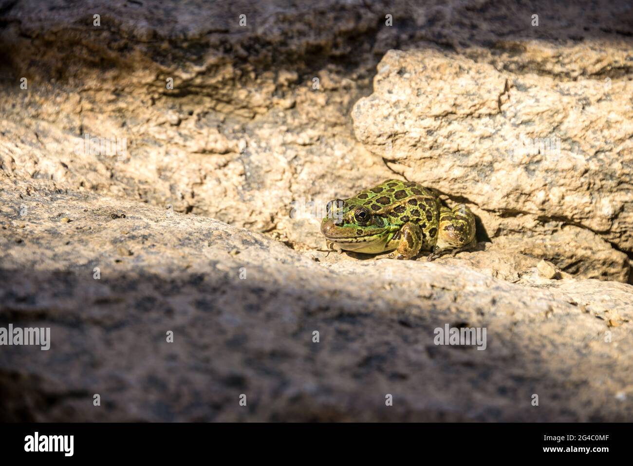 A Frog Stock Photo