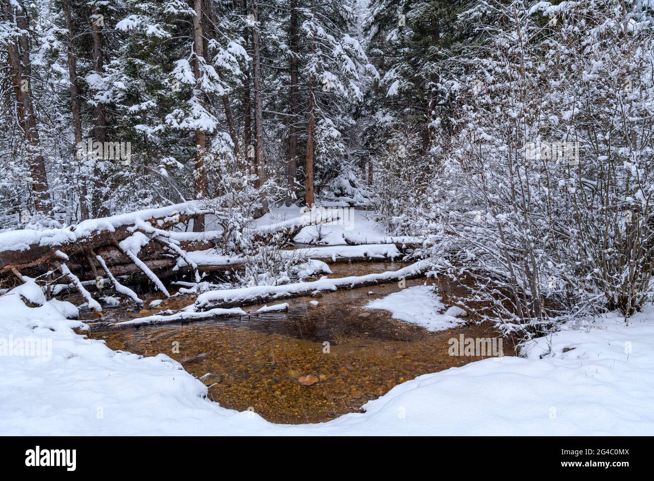 Spring Mountain Pond - Spring snow falling on a small mountain pond in a dense forest. Fall River in Rocky Mountain National Park, Colorado, USA. Stock Photo