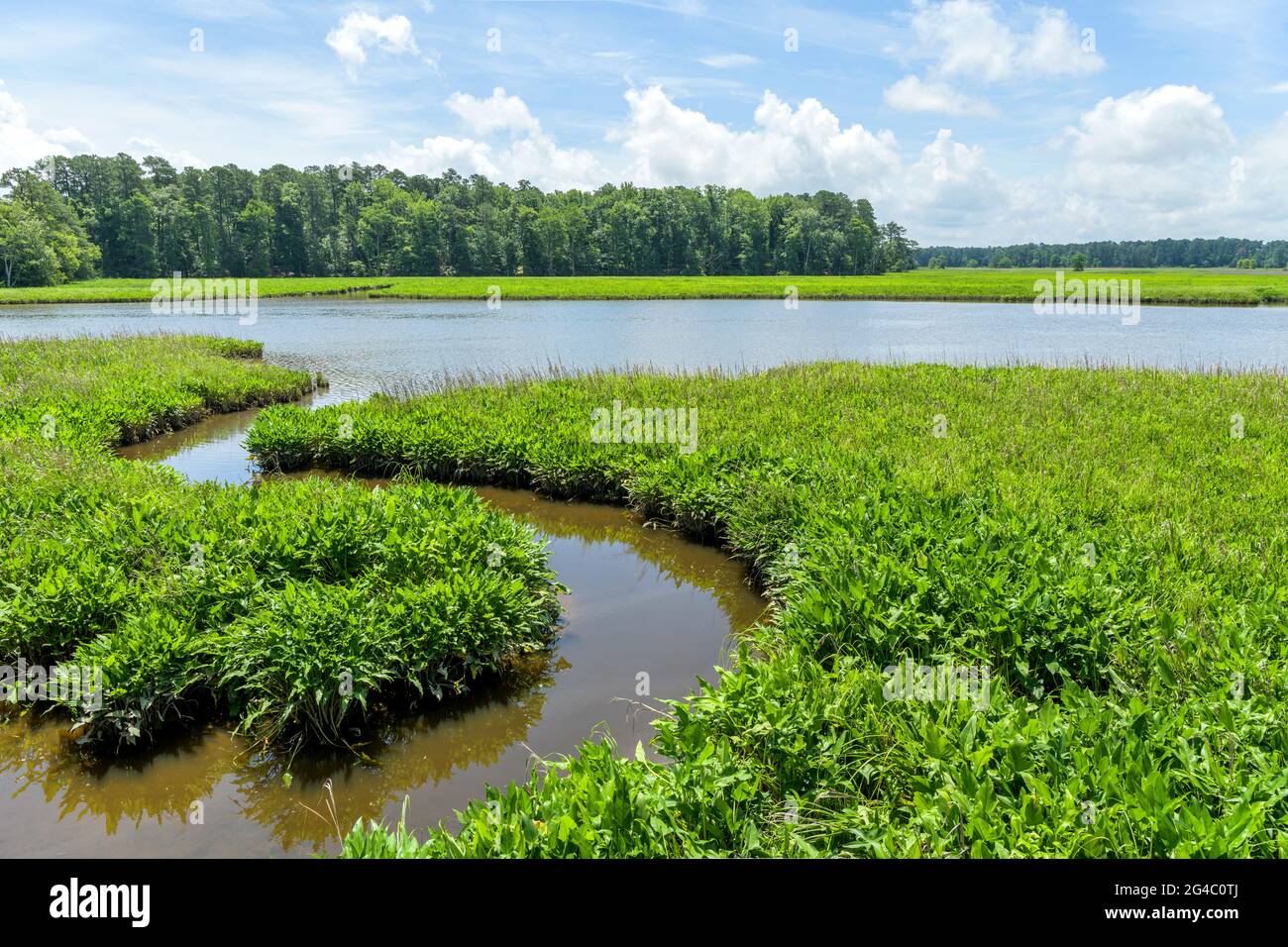 Summer Marsh - A wide-angle Summer view of lush green marshes at historic Jamestown Island, Virginia, USA. Stock Photo