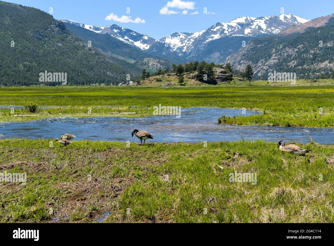 Geese at Moraine Park - A young goose family resting and feeding in a marshy wetland along side of Big Thompson River in Moraine Park of RMNP, CO, USA. Stock Photo