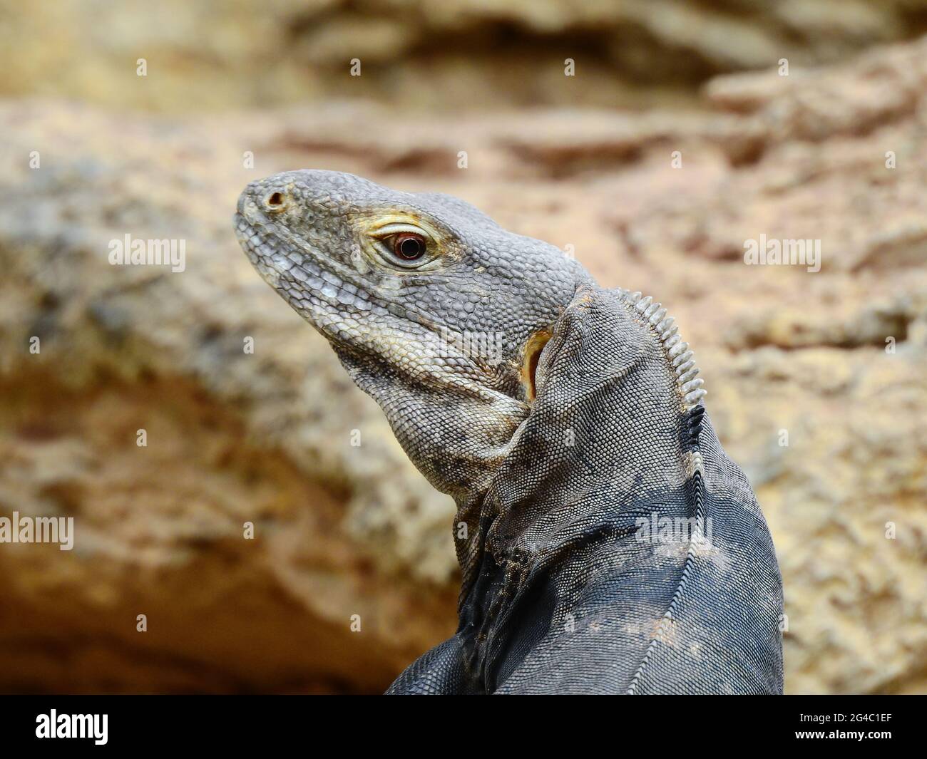 Wild lizard in Arizona Stock Photo