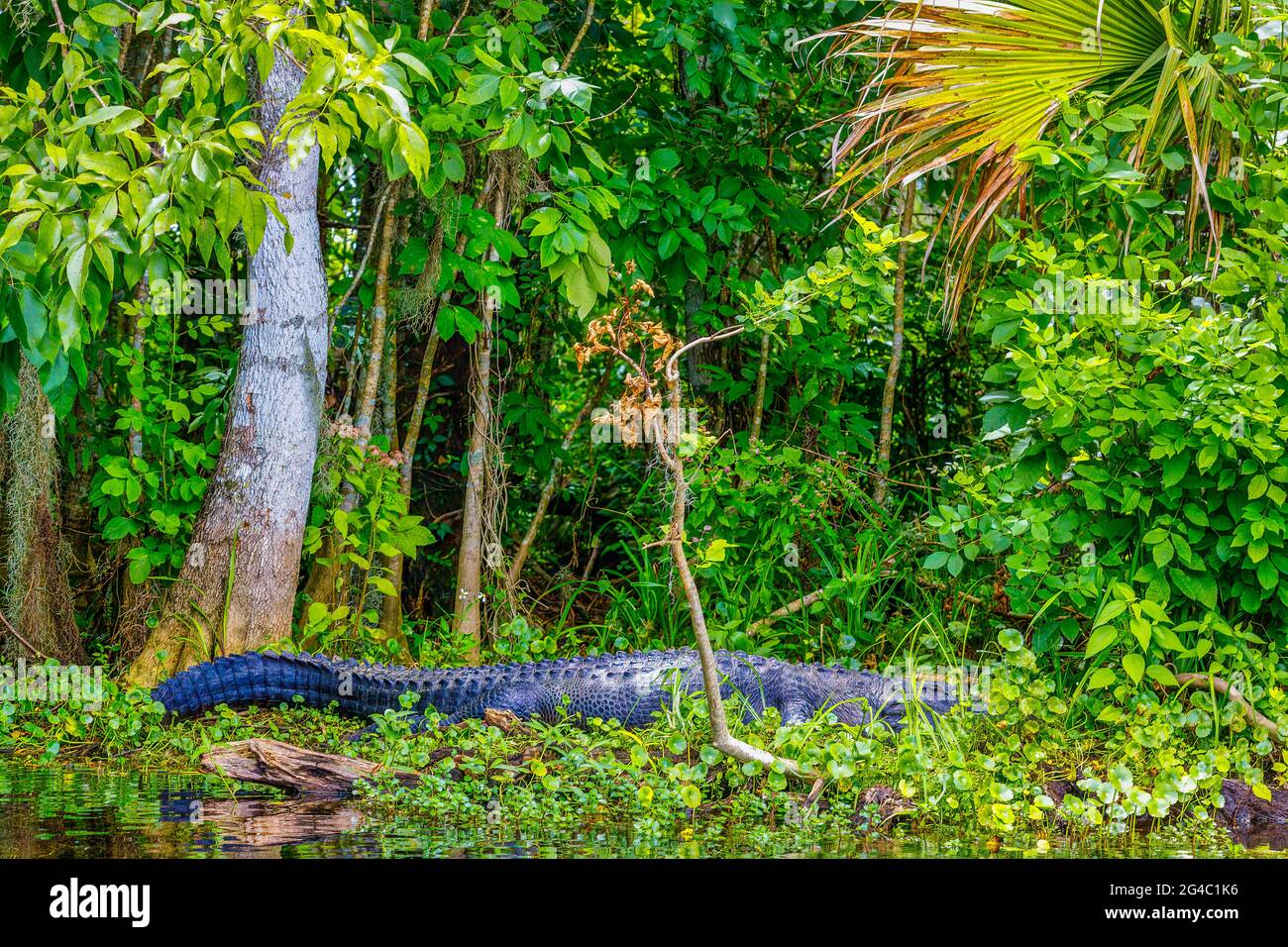 The Natural Spring scenery of Silver Springs Florida Stock Photo - Alamy