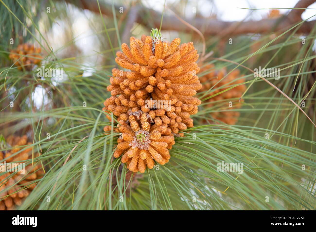 Male pollen staminate pine cones or strobili on needleleaved