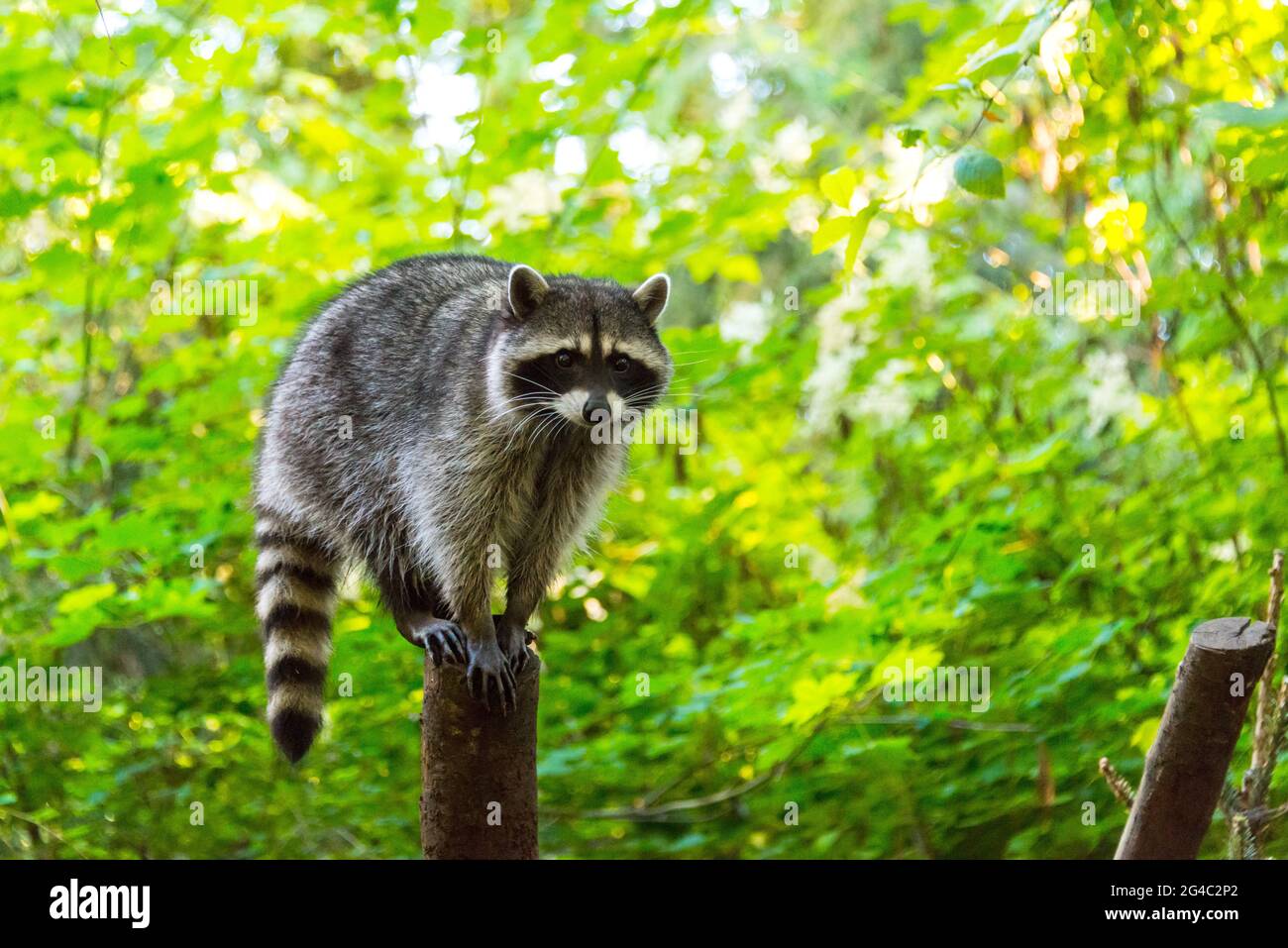 A North American Raccoon Stock Photo