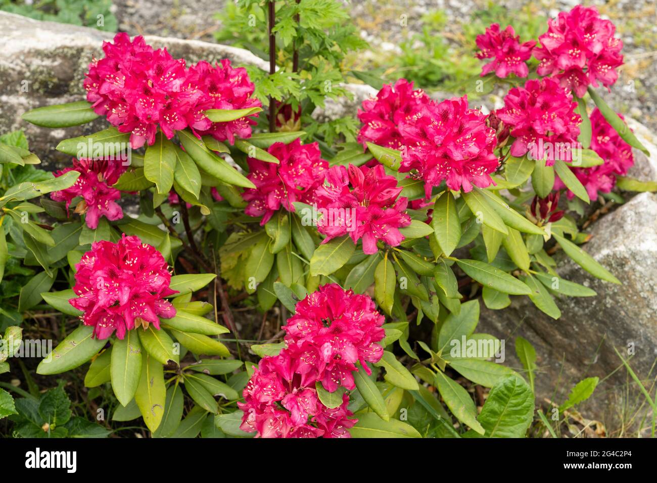Rhododendron ‘Marie Forte’ flowers with raindrops. Clusters of funnel shaped deep crimson red flowers with dark marks to the throat of each flower Stock Photo