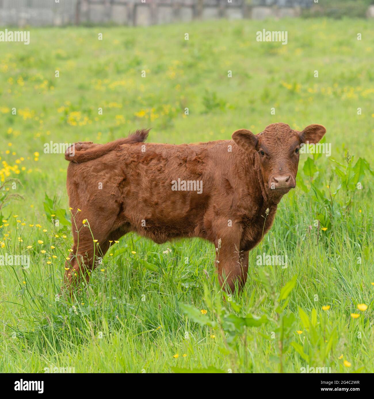 Ruby Devon calf in field Stock Photo