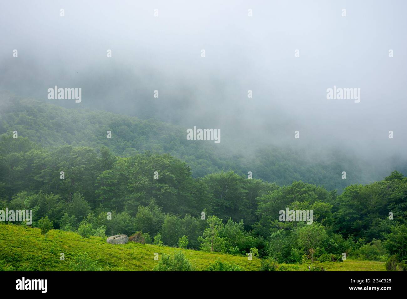 fog and mist above the forest. beautiful morning nature in mountains ...