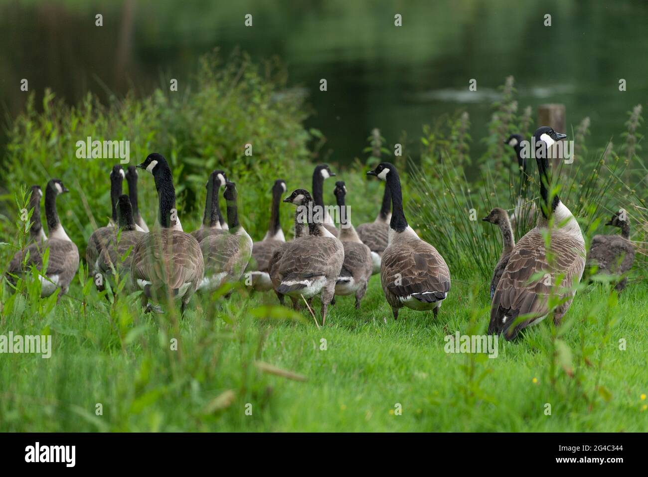 Canada geese Stock Photo
