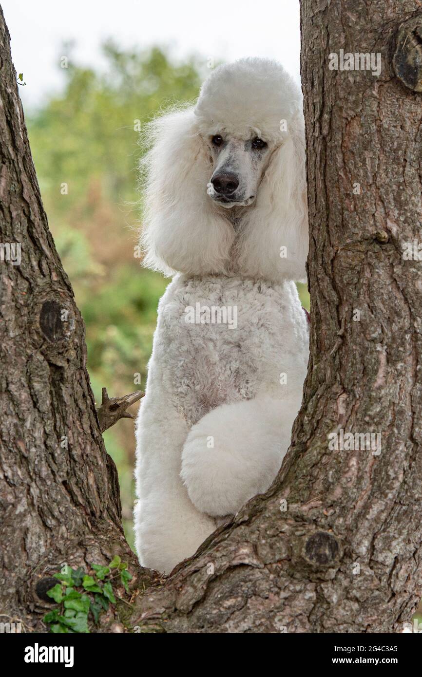 white Standard Poodle Dog Stock Photo