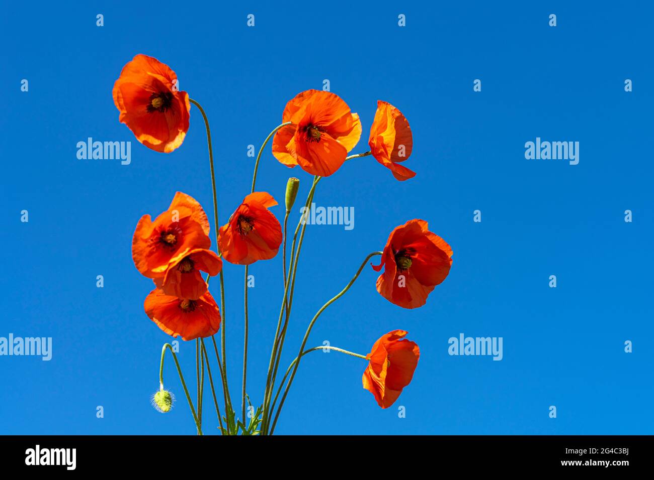 Red wild poppies against blue sky on sunny day Stock Photo - Alamy