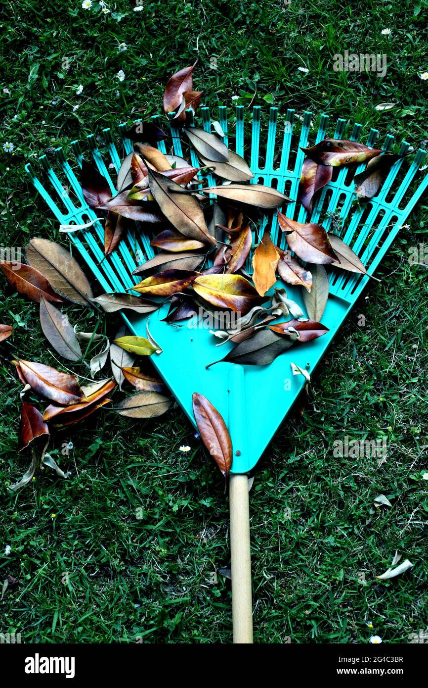 A vertical shot of a leaf rake and fallen dry leaves in a park Stock ...