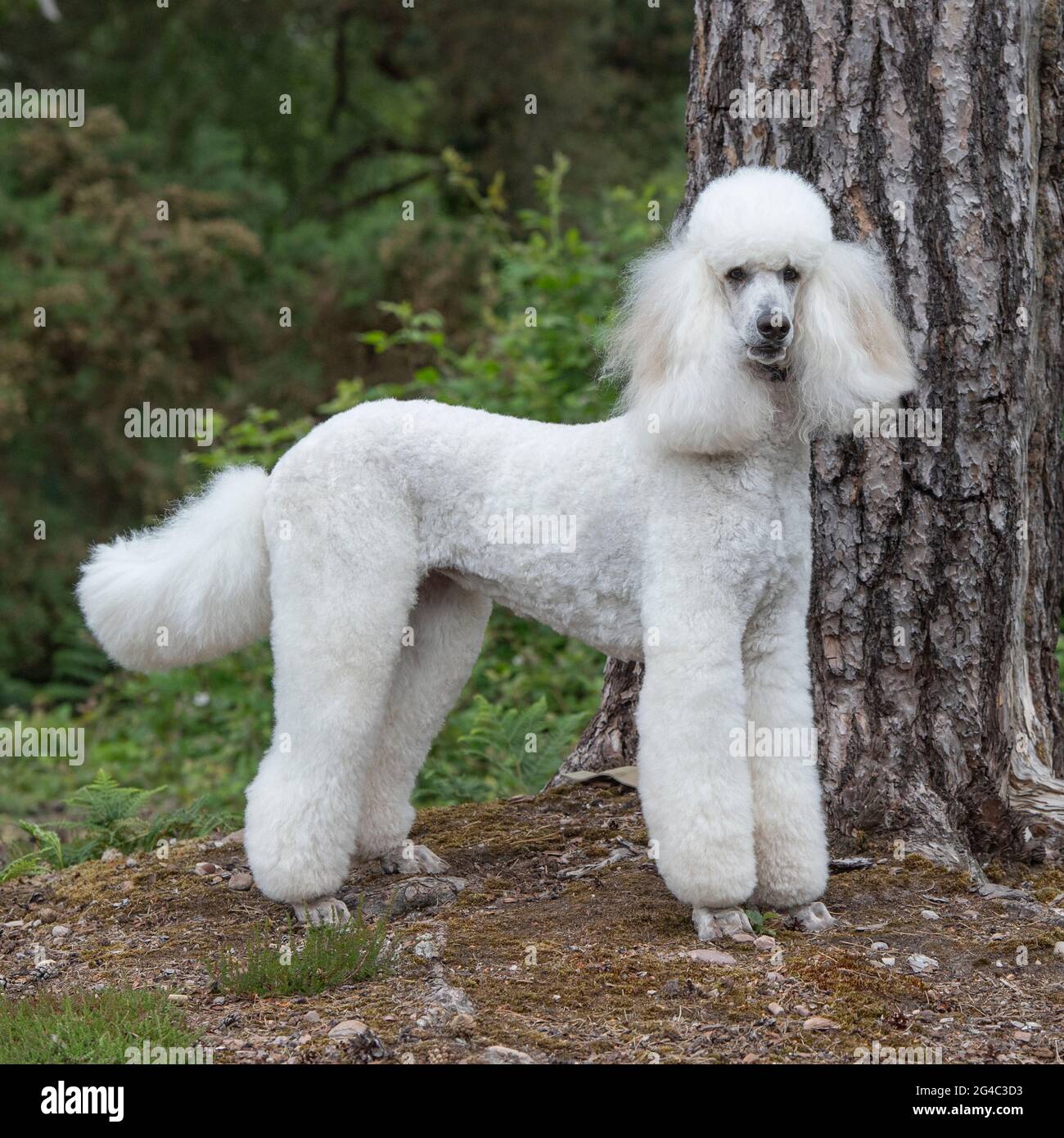 Poodle trim hi-res stock photography and images - Alamy
