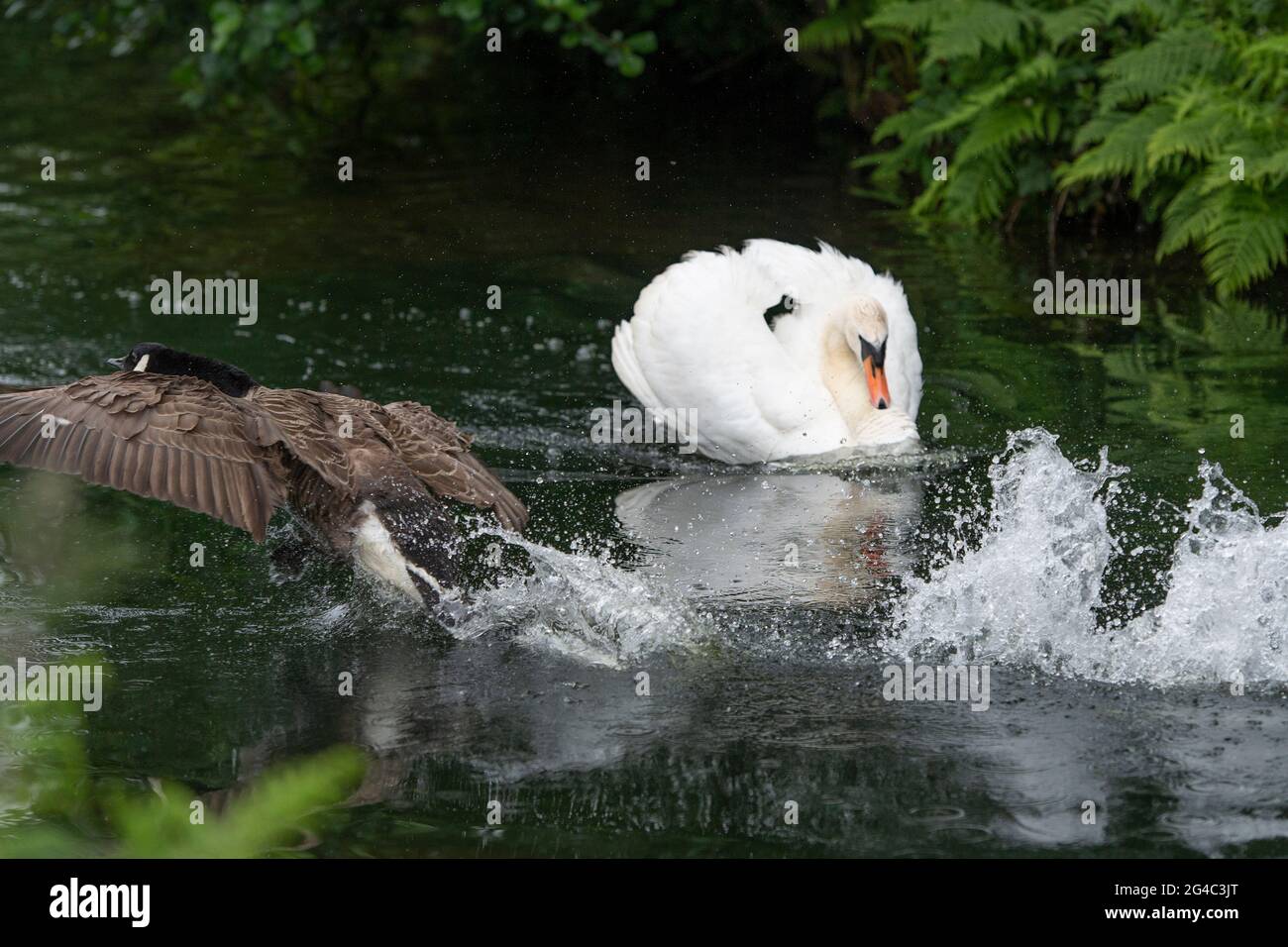 swan attacking a canada goose Stock Photo