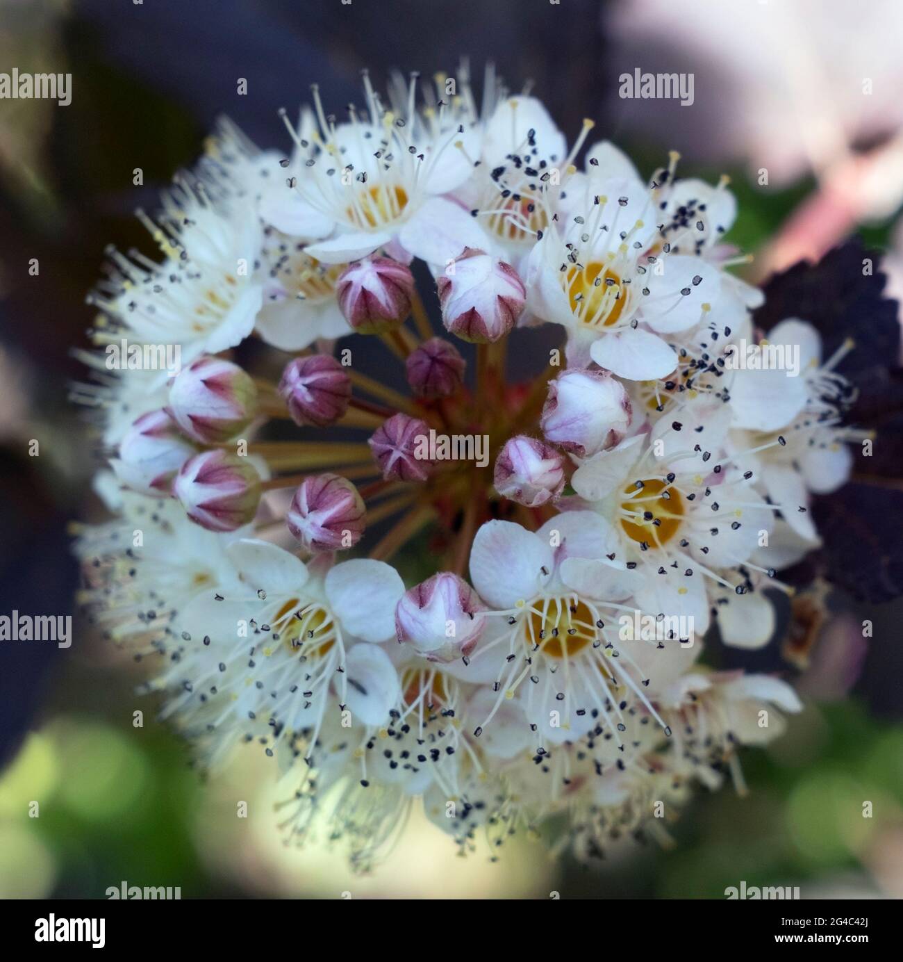 Physocarpus opulifolius ‘Diabolo’ ninebark inflorescence close up Stock ...