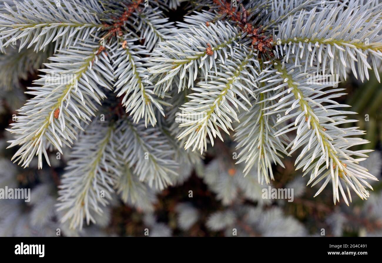 Picea glauca, the white spruce, is a species of spruce native to the northern temperate and boreal forests in North America Stock Photo