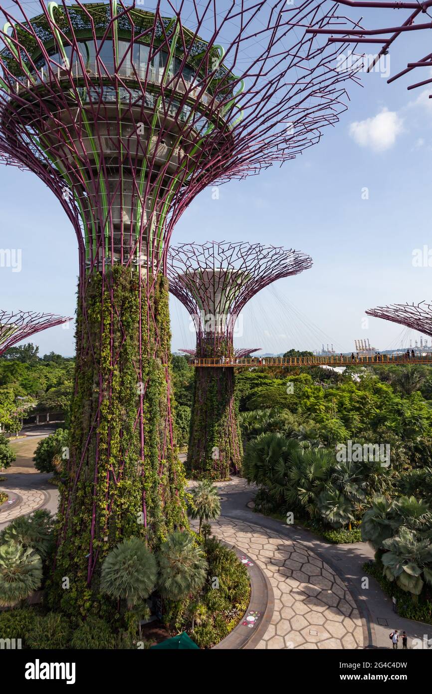Elevated view of the iconic Supertree Grove and pedestrian walkway in Singapore's Gardens by the Bay. Stock Photo