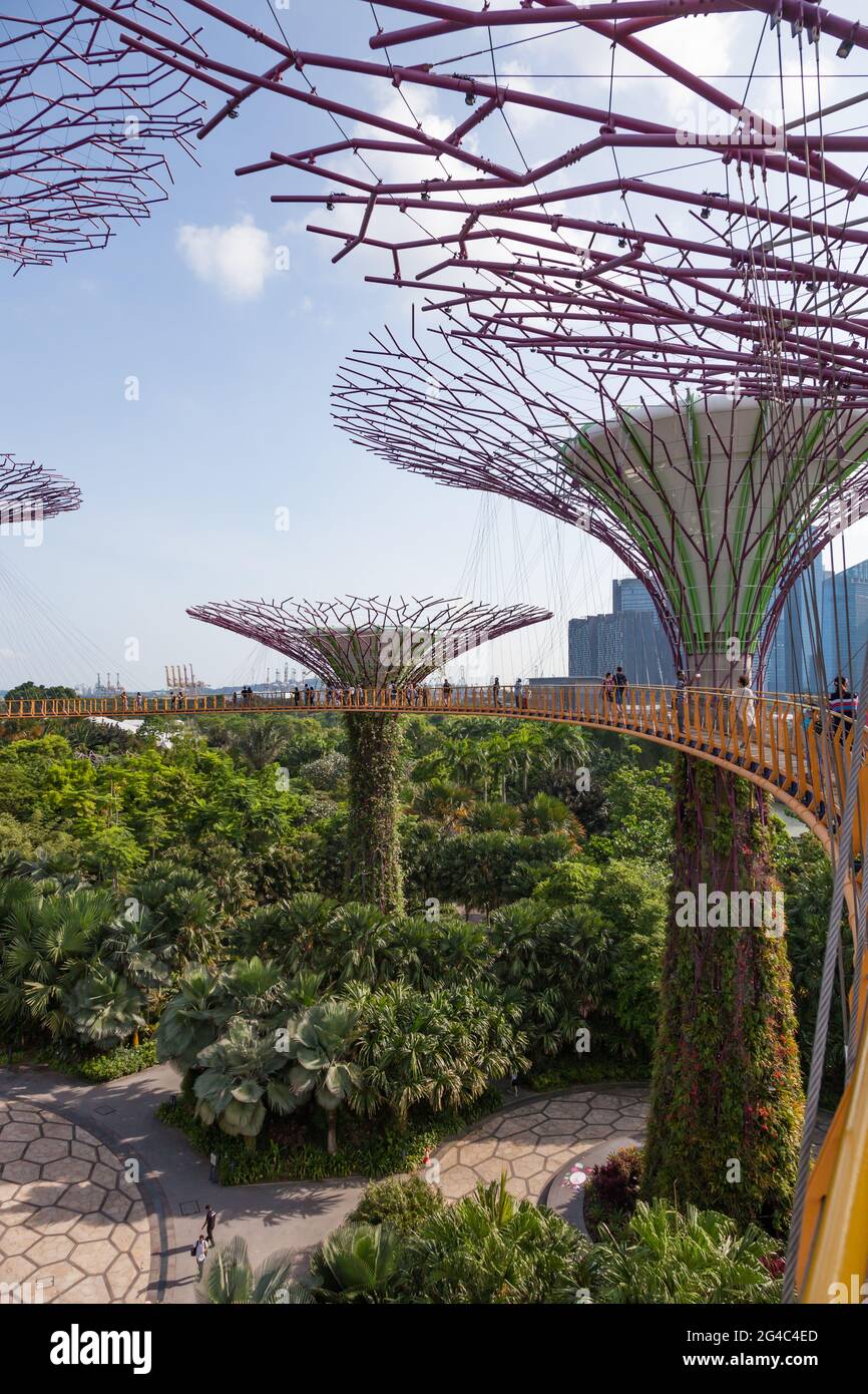 Elevated view of the iconic Supertree Grove and pedestrian walkway in Singapore's Gardens by the Bay. Stock Photo