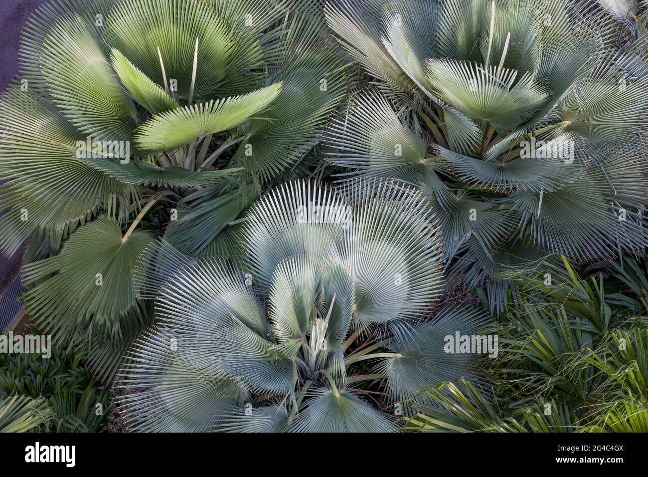 Abstract cactus leaves Stock Photo