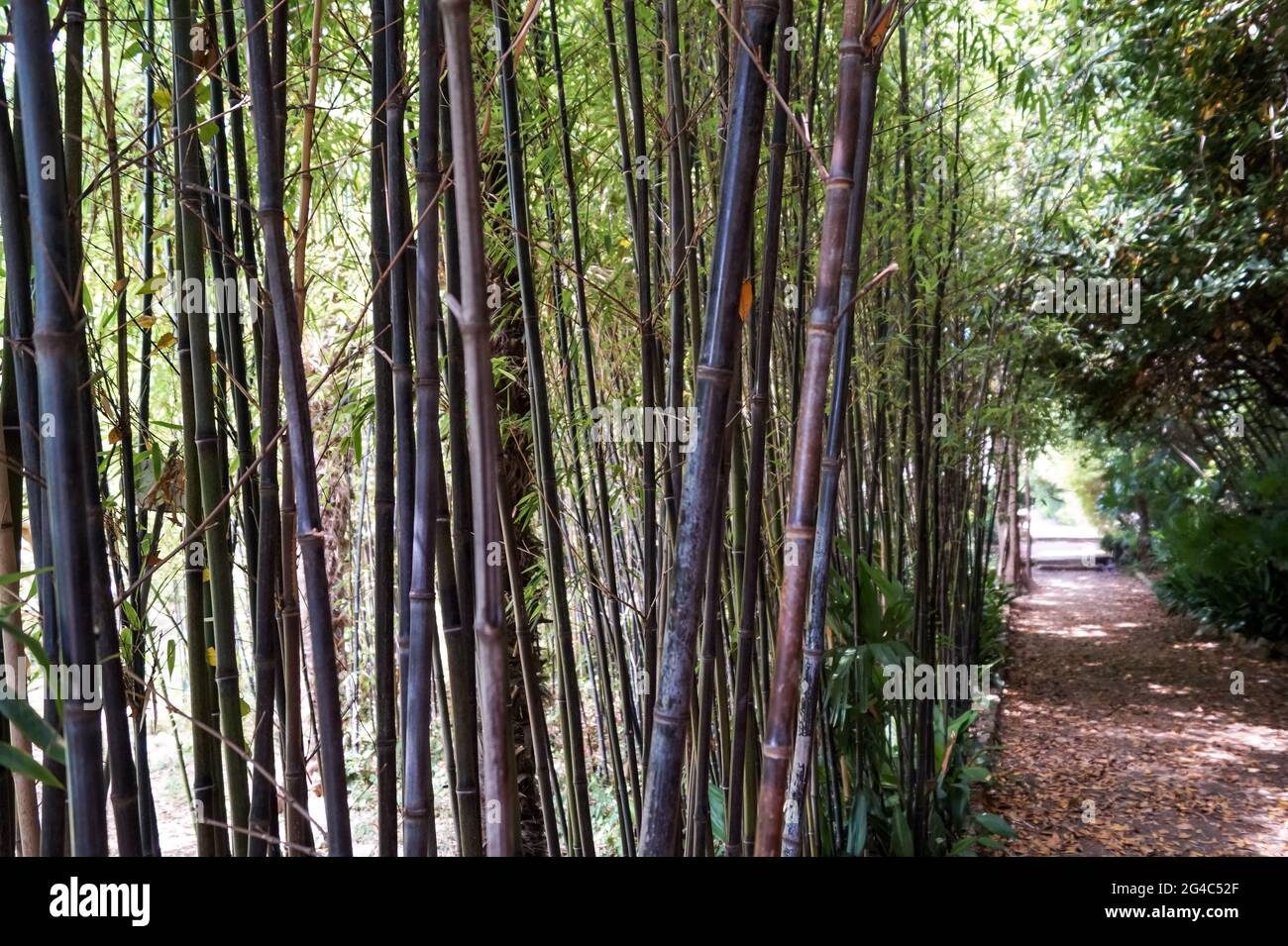 Bamboo forest near small road Stock Photo Alamy