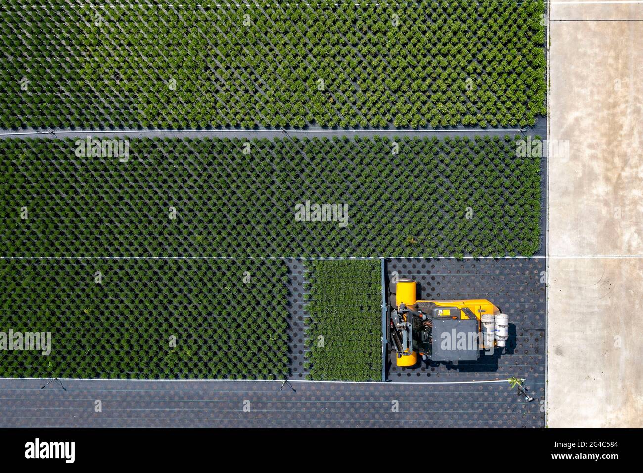 Horticulture business, lavender plants, in flower pots, outdoors, being transported to make them ready for sale, NRW, Germany Stock Photo