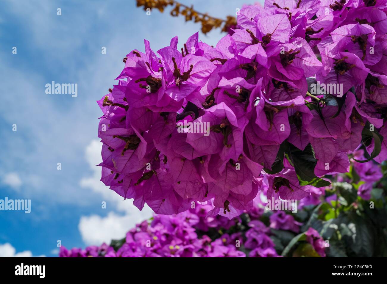 Bougainvillea Glabra, purple flower. Stock Photo