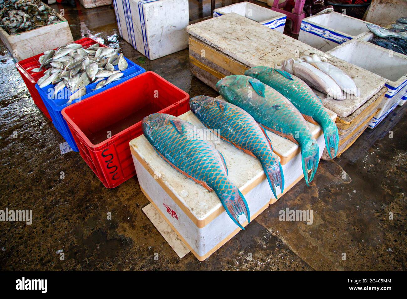 Fishermen carry their catch of fish in a basket towards the Negombo Fish  Market for sale. Negombo is located on the west coast of Sri Lanka Stock  Photo - Alamy