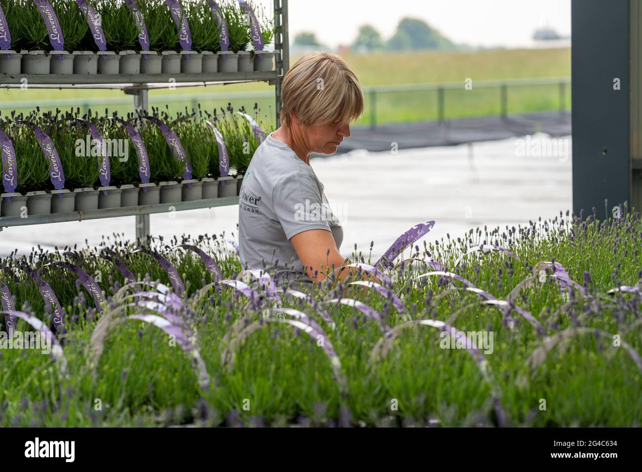 Horticultural company, lavender plants, in flower pots, outdoors, are packed to make them ready for sale, NRW, Germany Stock Photo