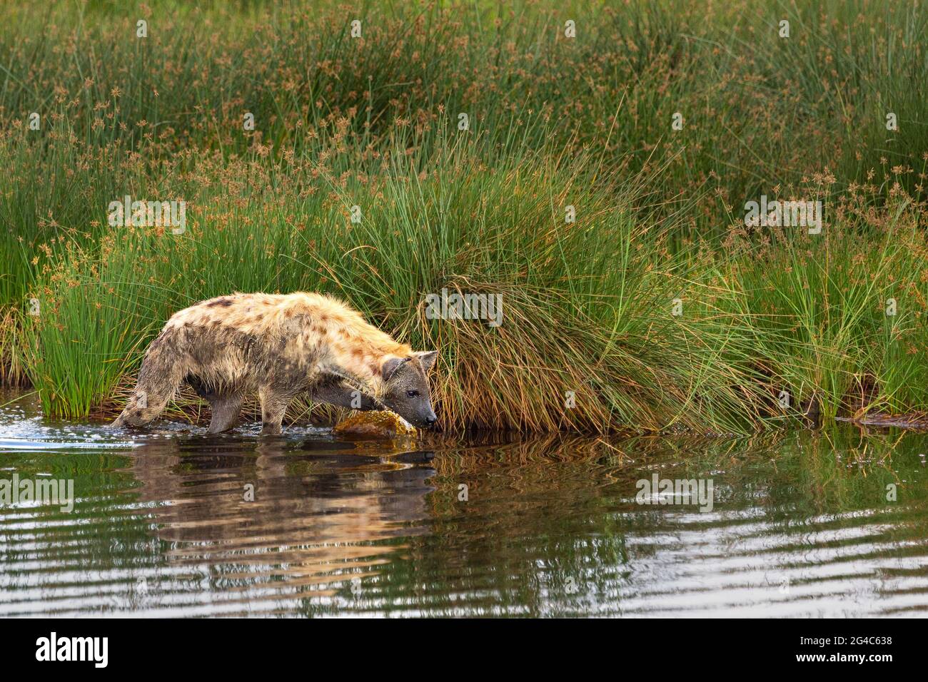 Spotted hyena by the water in Serengeti, Tanzania Stock Photo