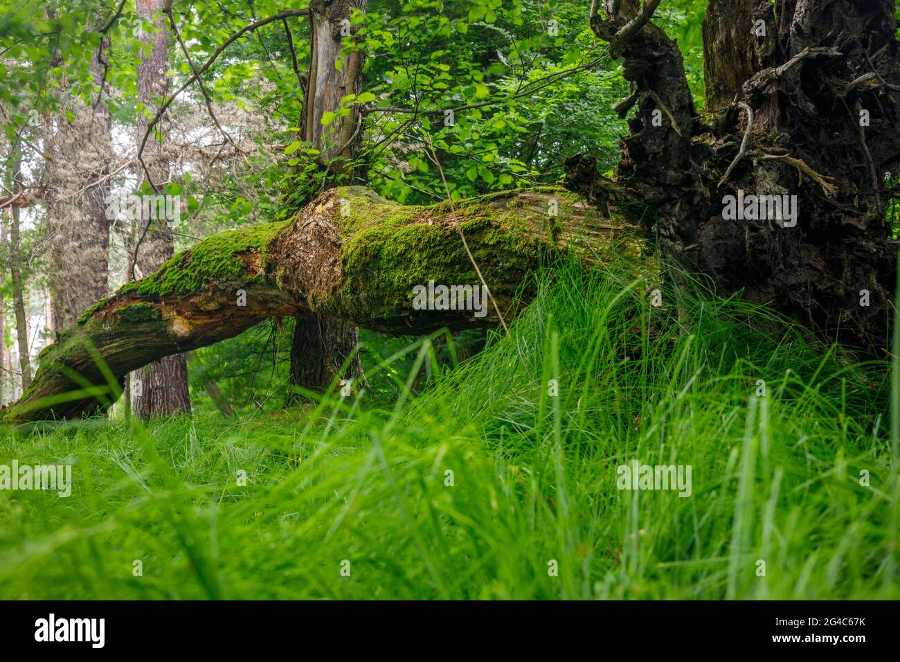 A fallen old mossy tree in the forest Stock Photo - Alamy