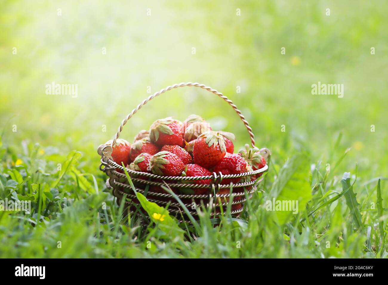 Strawberries garden grass hi-res stock photography and images - Alamy