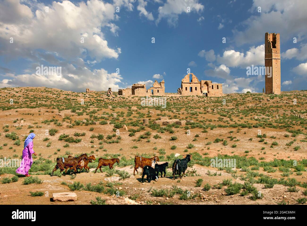 Shepherdess and her goats in the ruins of the old village Harran, in Sanliurfa, Turkey Stock Photo