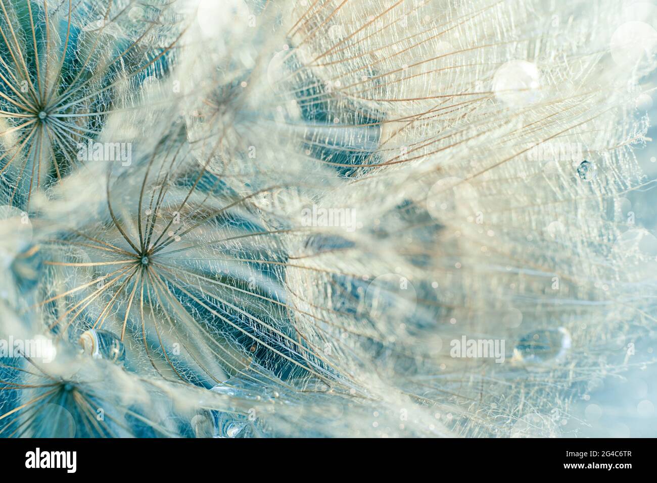 Night dew drops hi-res stock photography and images - Alamy